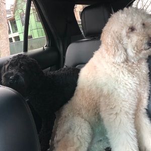 Meet your Posher, Owen